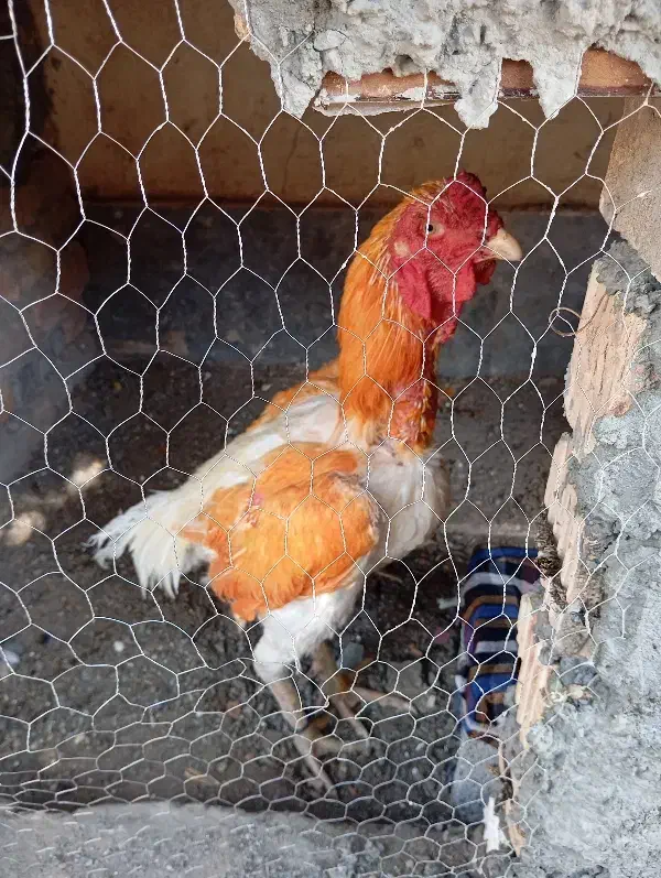 خروس لاری افغان|حیوانات مزرعه|ایرانشهر, |دیوار