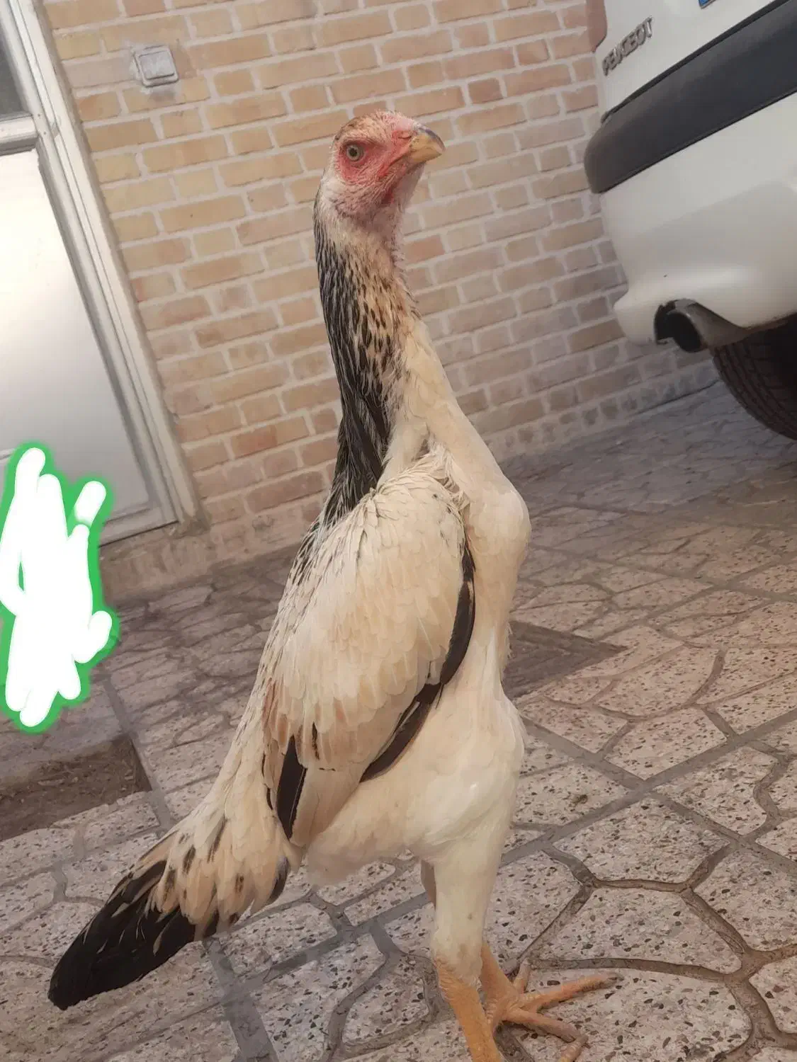 تخم مرغ لاری اوشامو|حیوانات مزرعه|مشهد, شهید بهشتی|دیوار