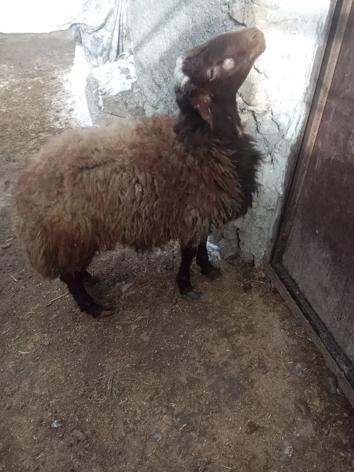 بره نر ۳۵کیلو قیمت ۵۵۰|حیوانات مزرعه|آوج, |دیوار