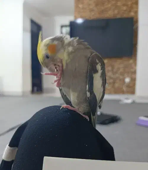 گمشده|پرنده|بندرعباس, |دیوار