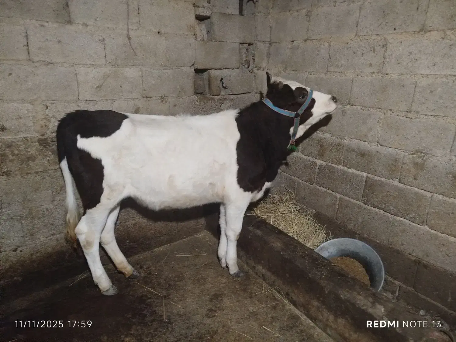 دو راس لیشه جنس زیبا|حیوانات مزرعه|ماسال, |دیوار