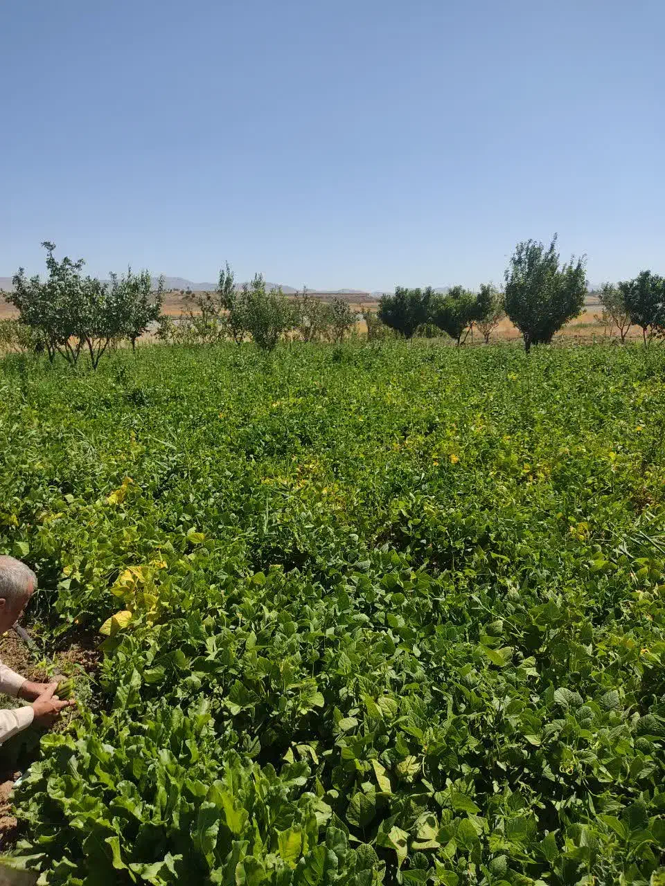 فروش باغ سمت دیرج آبادموقعیت عالی|فروش زمین و ملک کلنگی|زنجان, |دیوار