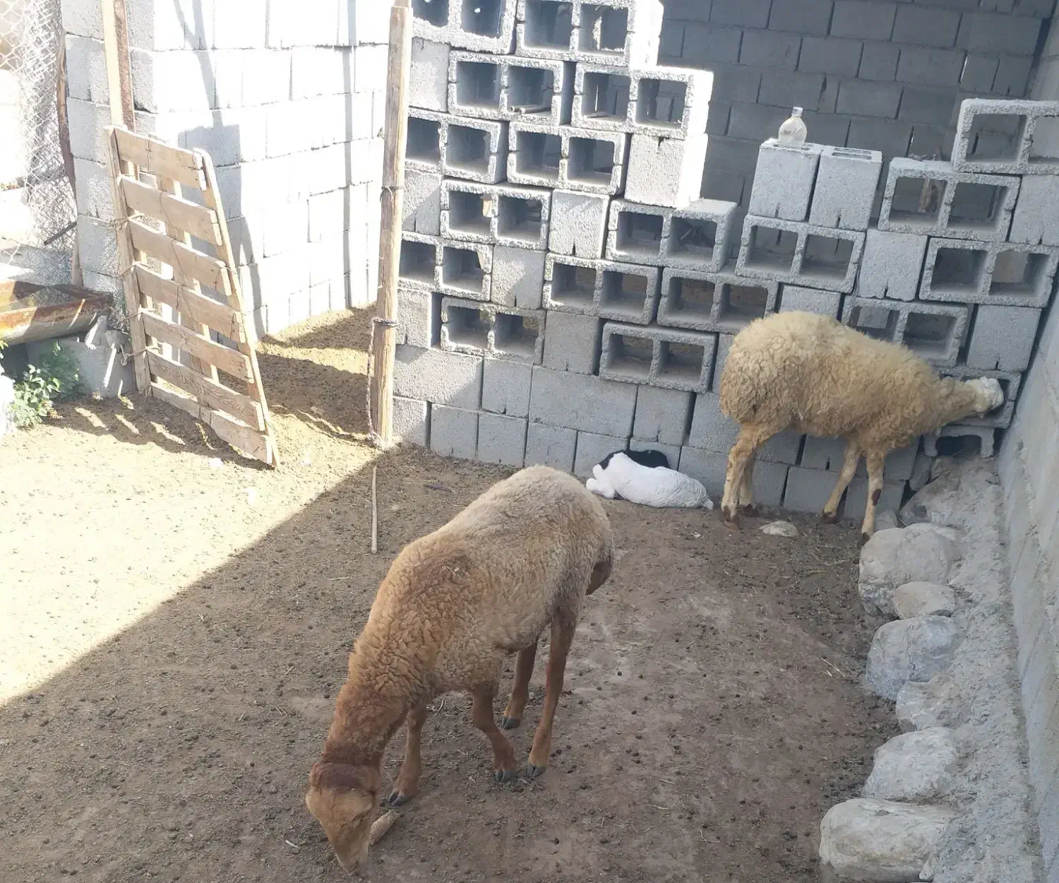 بره نر|حیوانات مزرعه|تخت, |دیوار