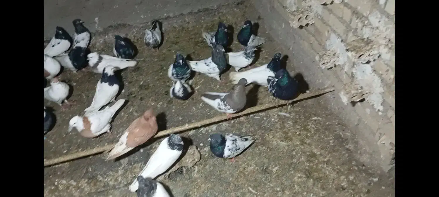 رنگی|پرنده|باوی, |دیوار