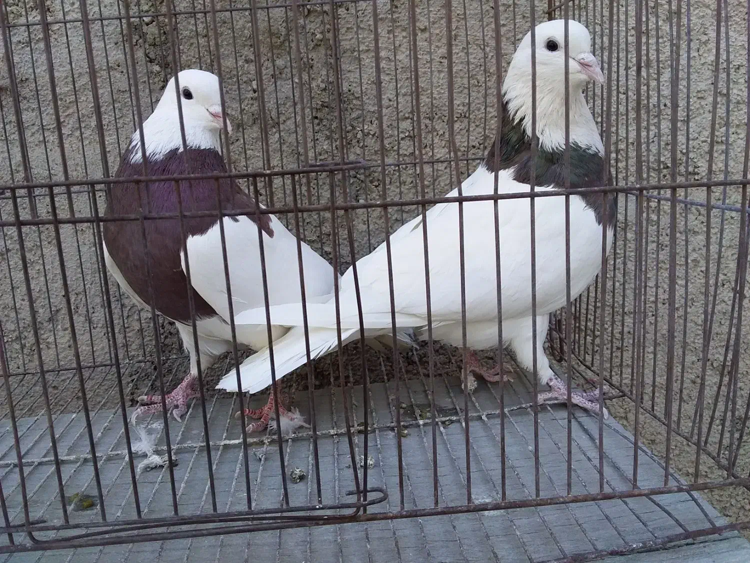 کبوتر فروشی...|پرنده|محمدیه-قزوین, |دیوار