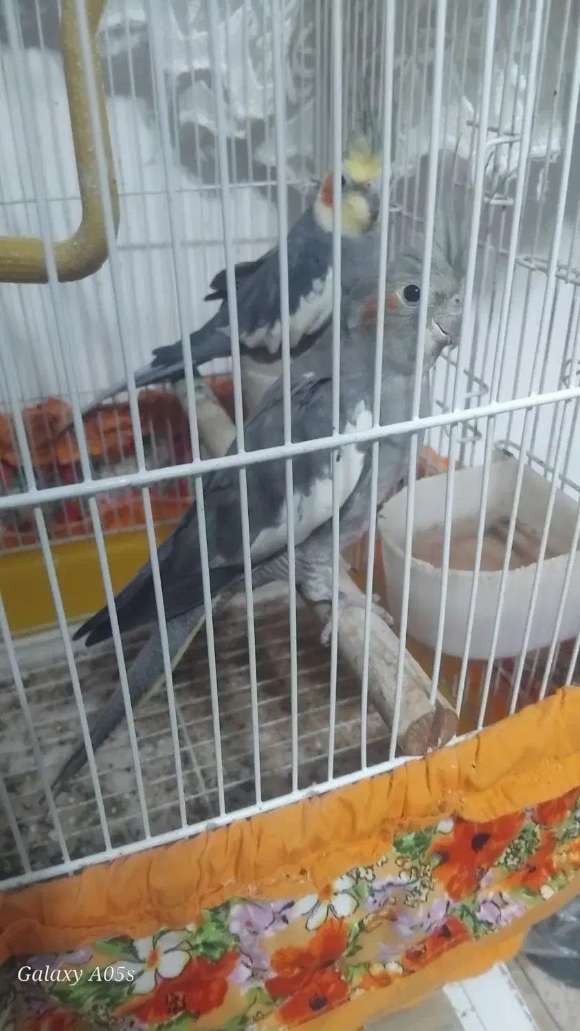 عروس هلندی|پرنده|آستانه اشرفیه, |دیوار