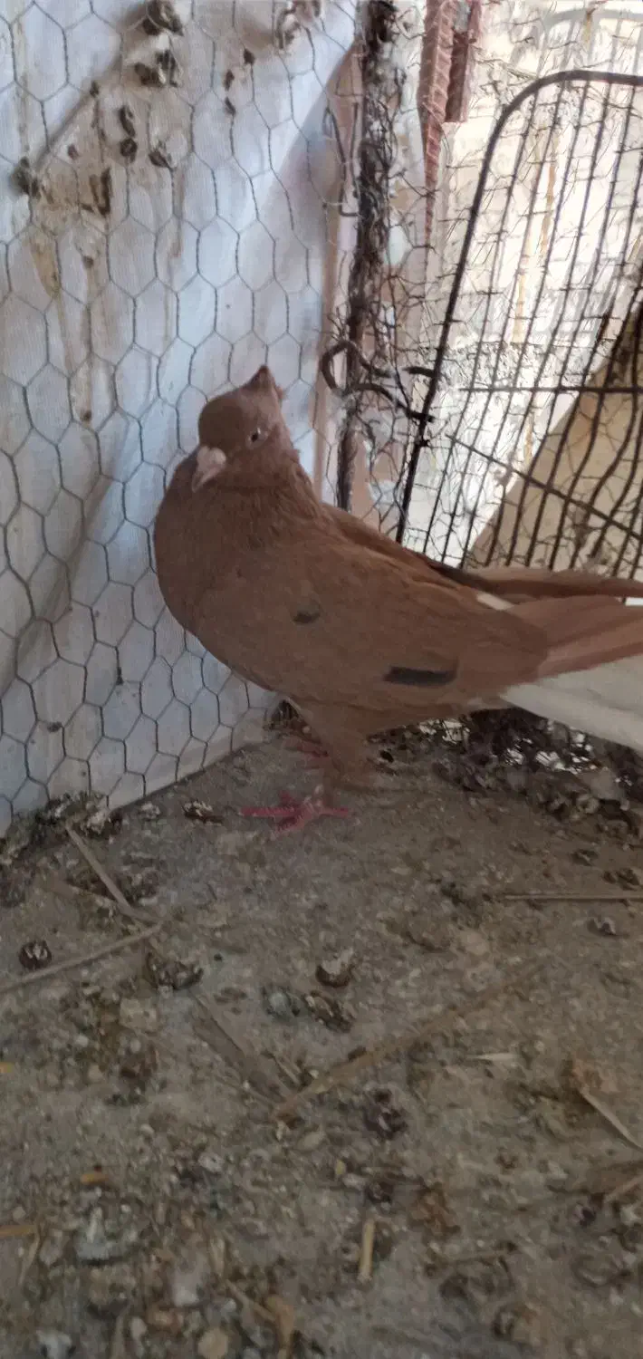 کبوتر|پرنده|جهرم, |دیوار