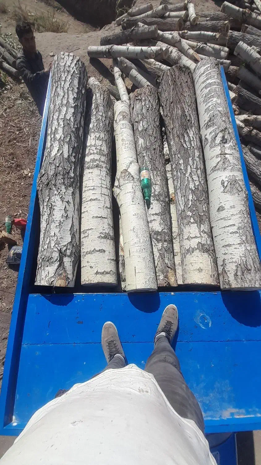 خرید انواع درخت خشک تر|خدمات باغبانی و درختکاری|چالدران, |دیوار