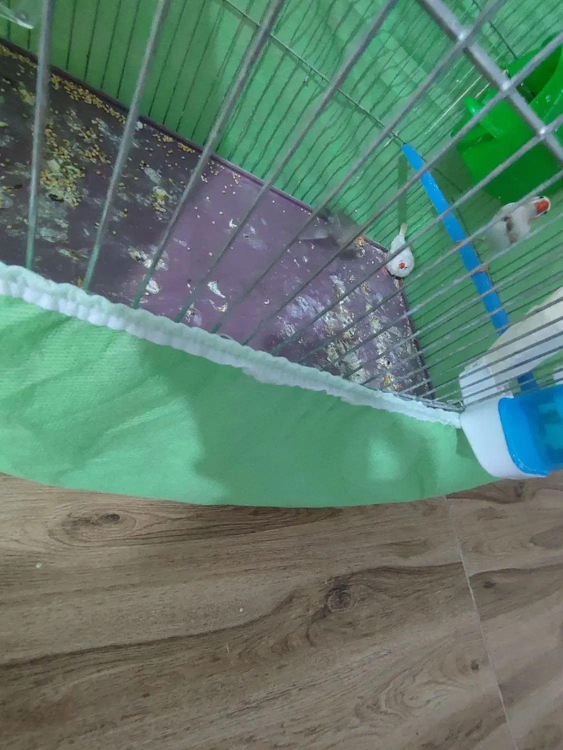 فروش فنچ|پرنده|محمدیه-قزوین, |دیوار