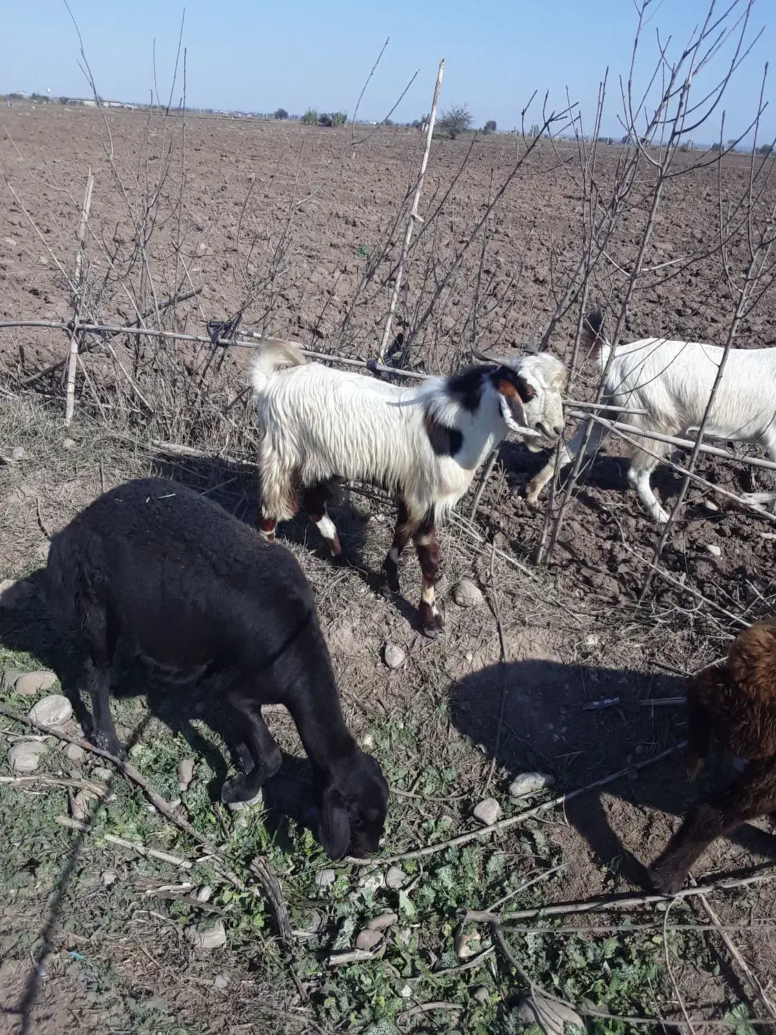 کوسفند نر|حیوانات مزرعه|خان ببین, |دیوار