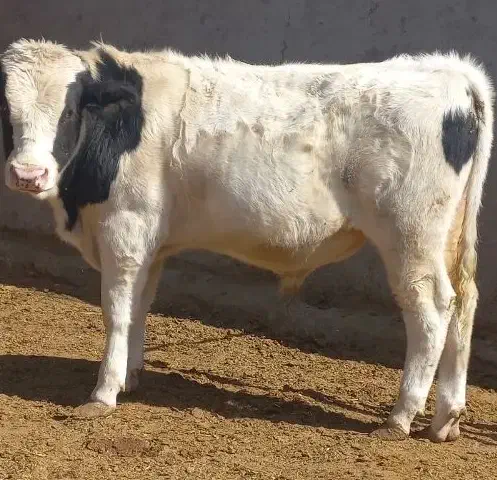 گوساله نر وماده|حیوانات مزرعه|بیرجند, |دیوار