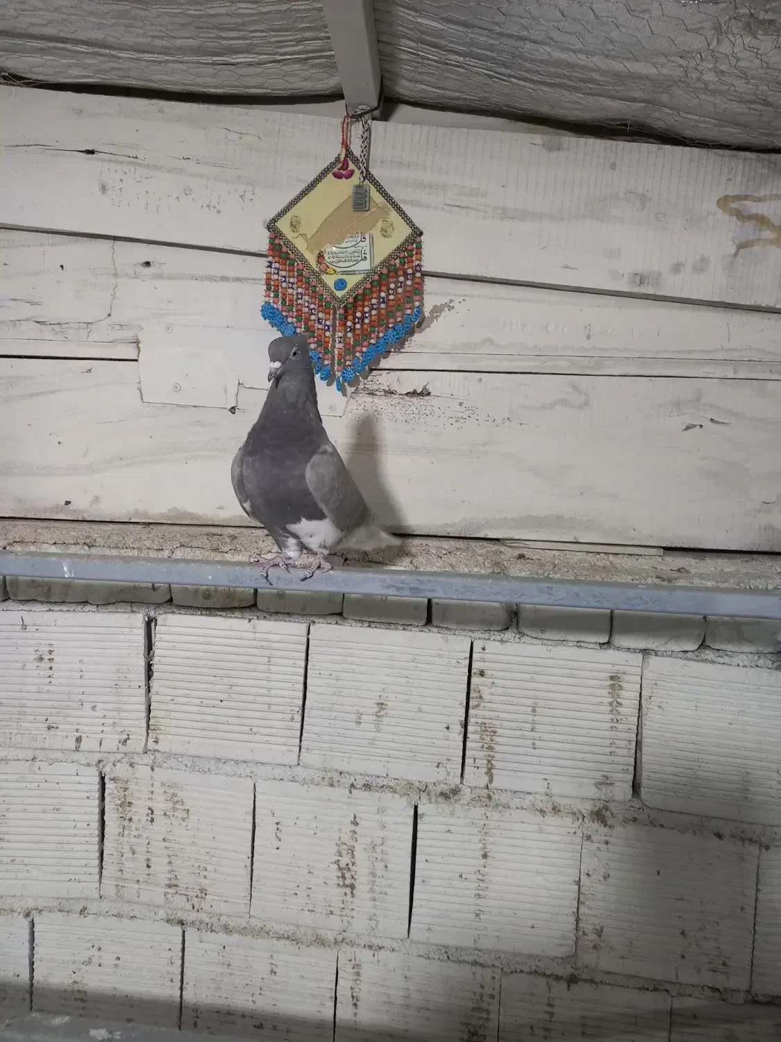 ماده دم سفید و دوکت سرور|پرنده|خمینیشهر, |دیوار