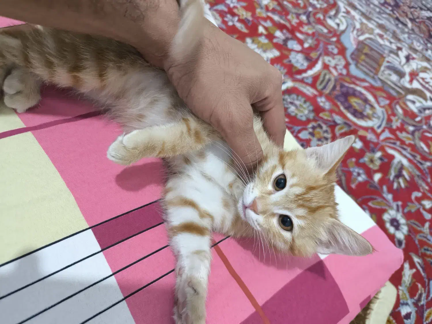 واگذاری گربه|گربه|خوی, |دیوار