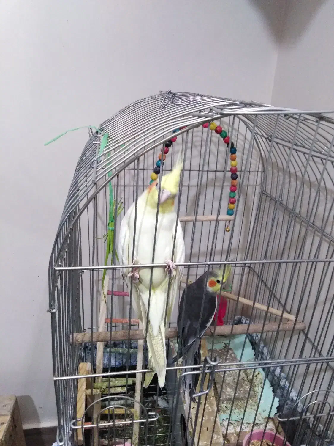 عروس هلندی|پرنده|فولادشهر, A6|دیوار