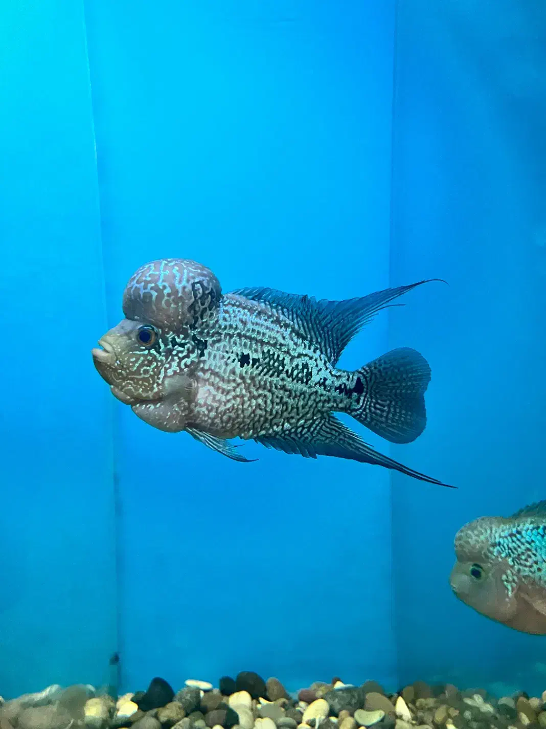 فلاور|ماهی|نسیمشهر, |دیوار