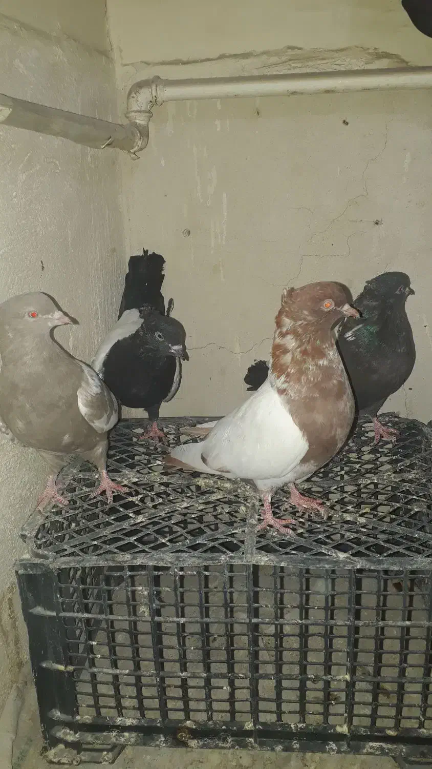 کبوتر سینه ای|پرنده|رامهرمز, |دیوار