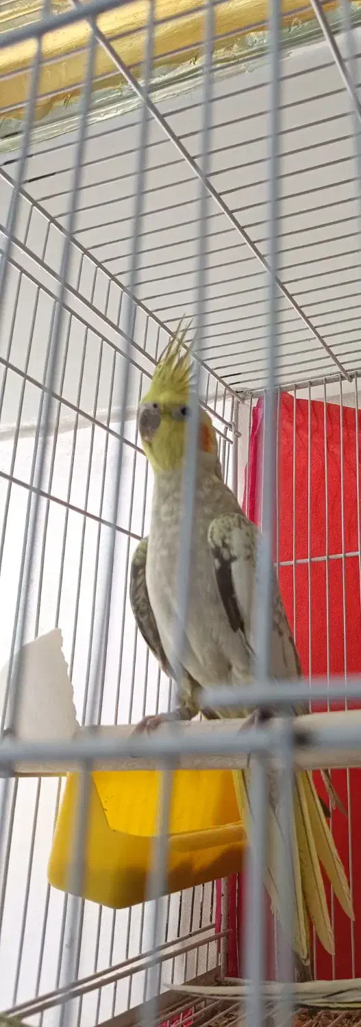 عروس هلندی مولد|پرنده|سراوان, |دیوار