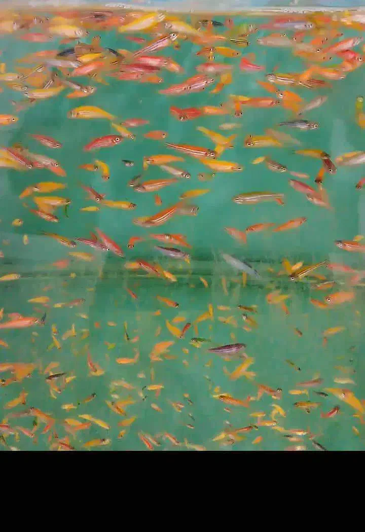 فروش انواع ماهیان زینتی|ماهی|بیلوار, |دیوار