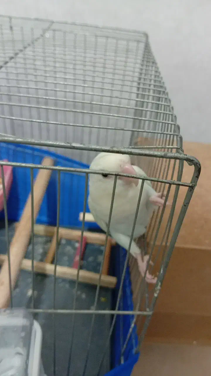 جفت اوپال|پرنده|تهران, شهید رجایی|دیوار