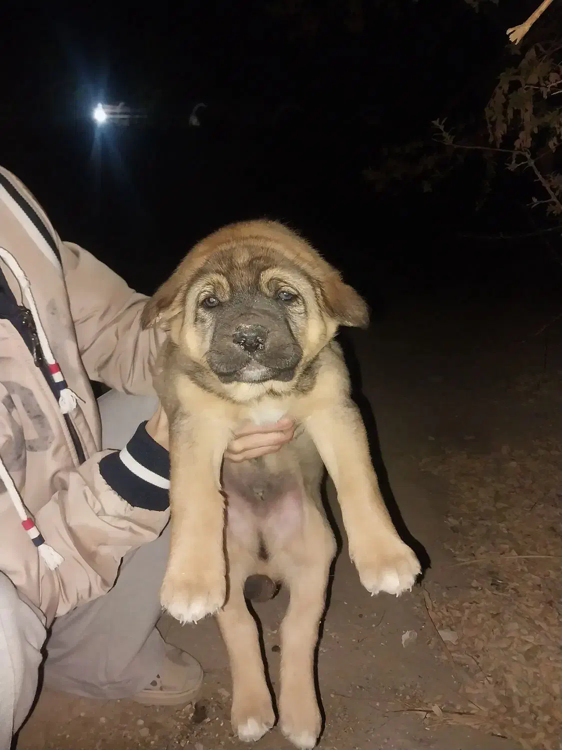 معاوضه با بچه گربه اسکاتیش|سگ|کرج, شهرک یاس جنوبی|دیوار