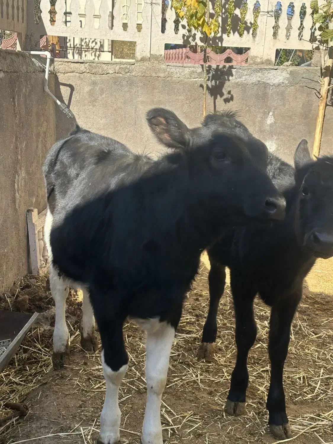 گوساله ماده|حیوانات مزرعه|باخزر, |دیوار