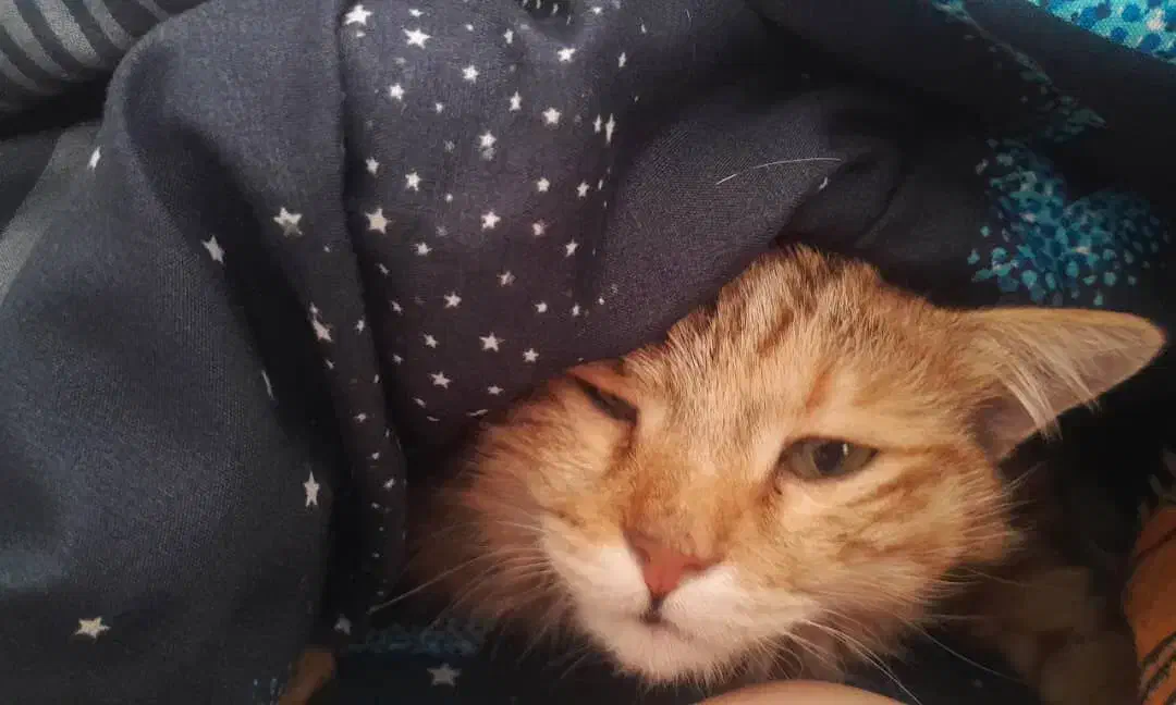 گربه|گربه|اندیمشک, |دیوار