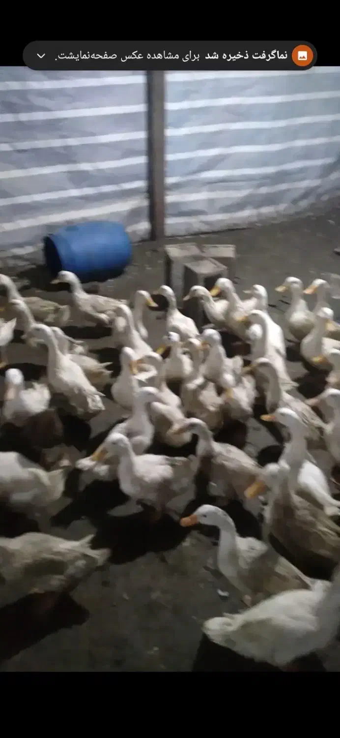 فروش اردک|حیوانات مزرعه|طاهرگوراب, |دیوار