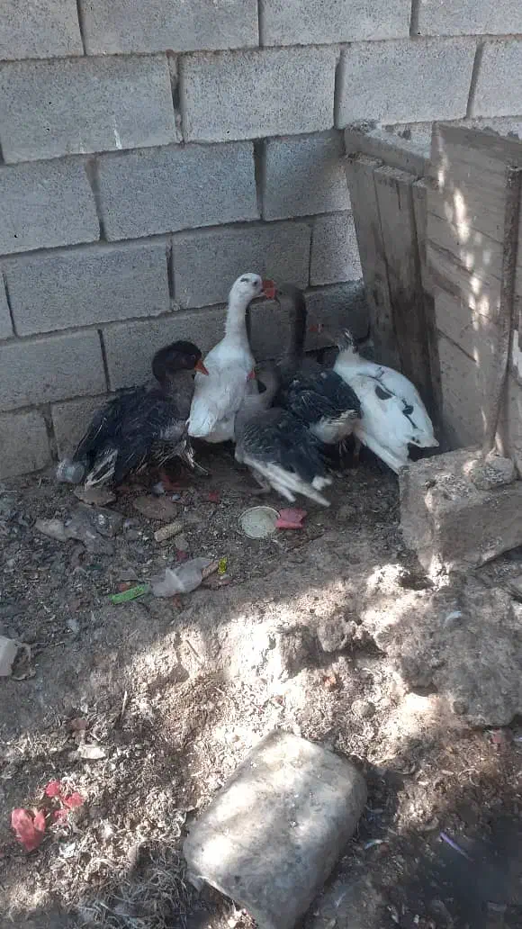 ۵ عدد غاز سر حال وسالم به فروش میرسد|حیوانات مزرعه|چمران, |دیوار