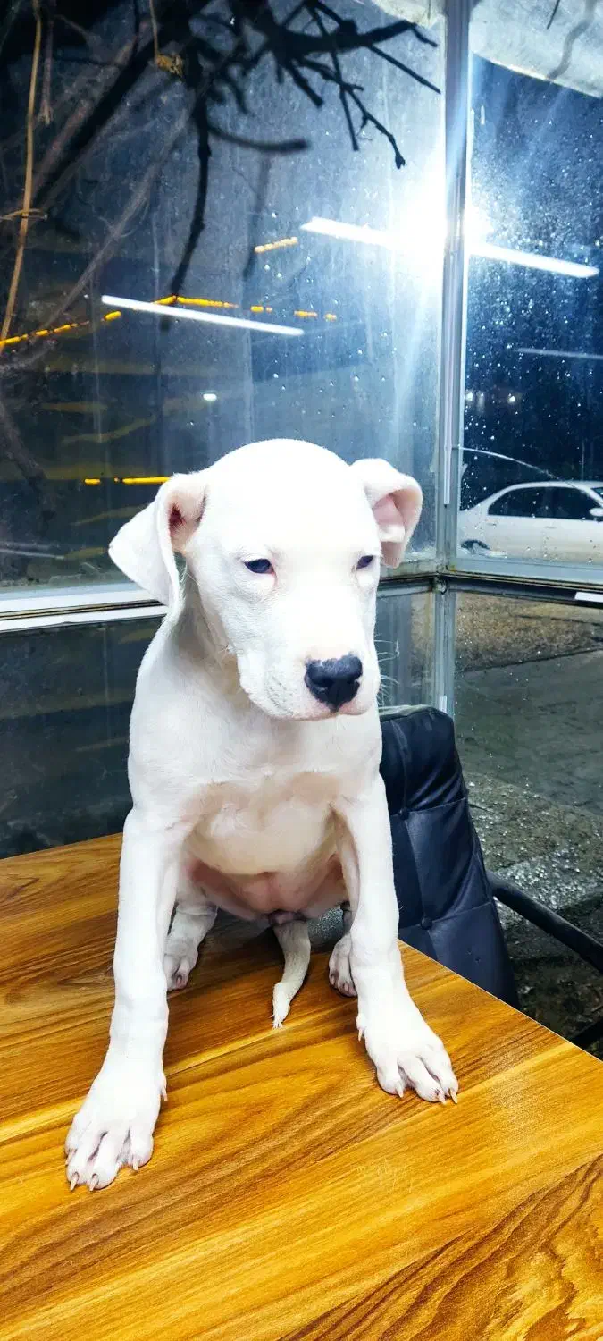 سگ داگو آرژانتینو|سگ|کرمانشاه, |دیوار