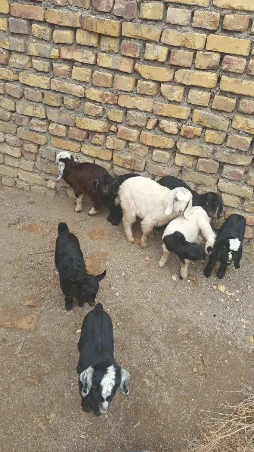 بز فروشی|حیوانات مزرعه|سده (خراسان جنوبی), |دیوار