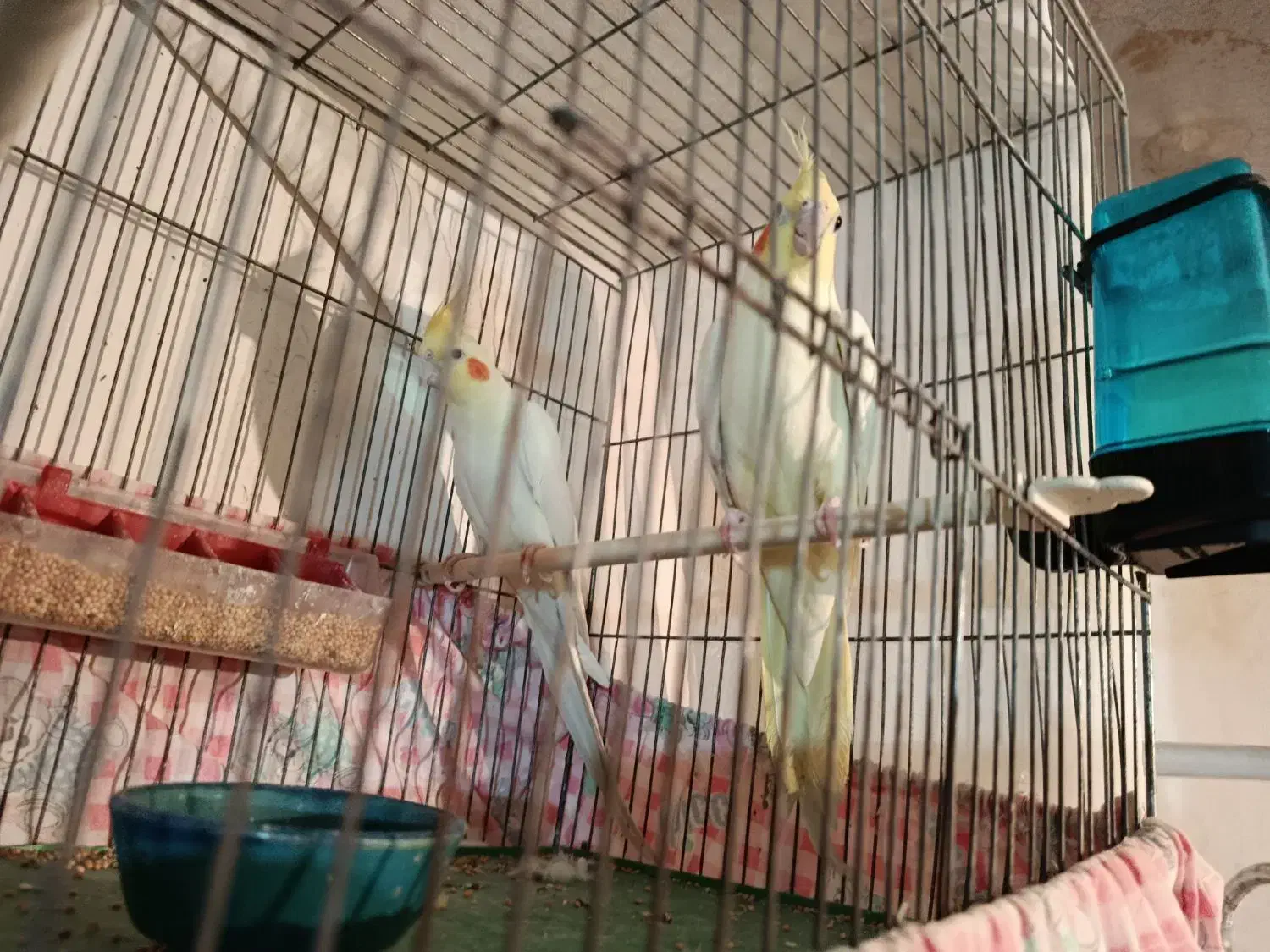 عروس هلندی مولد به شرط|پرنده|عجب شیر, |دیوار