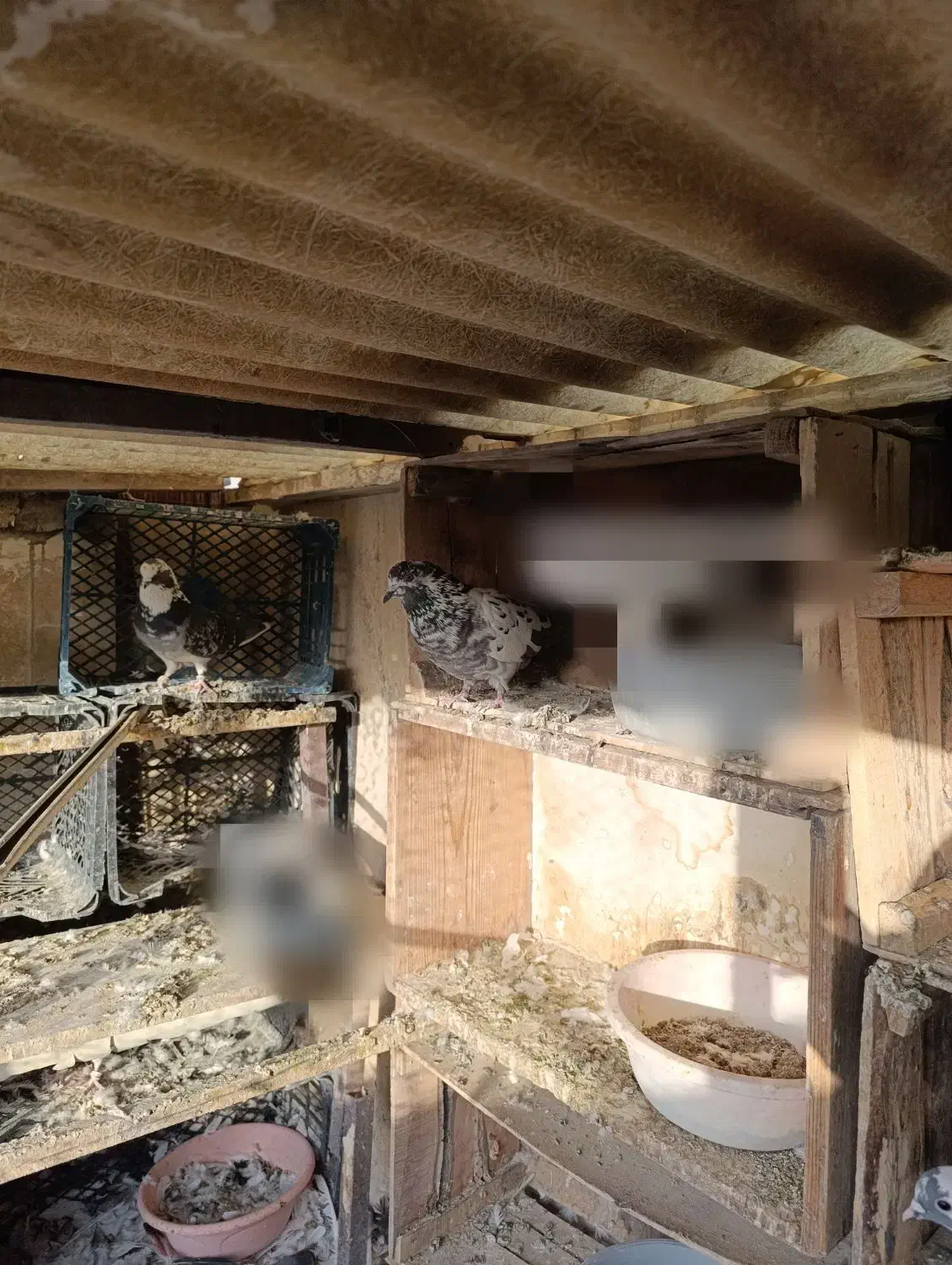 کبوتر کفتر|پرنده|تهران, سبلان (لشگر)|دیوار