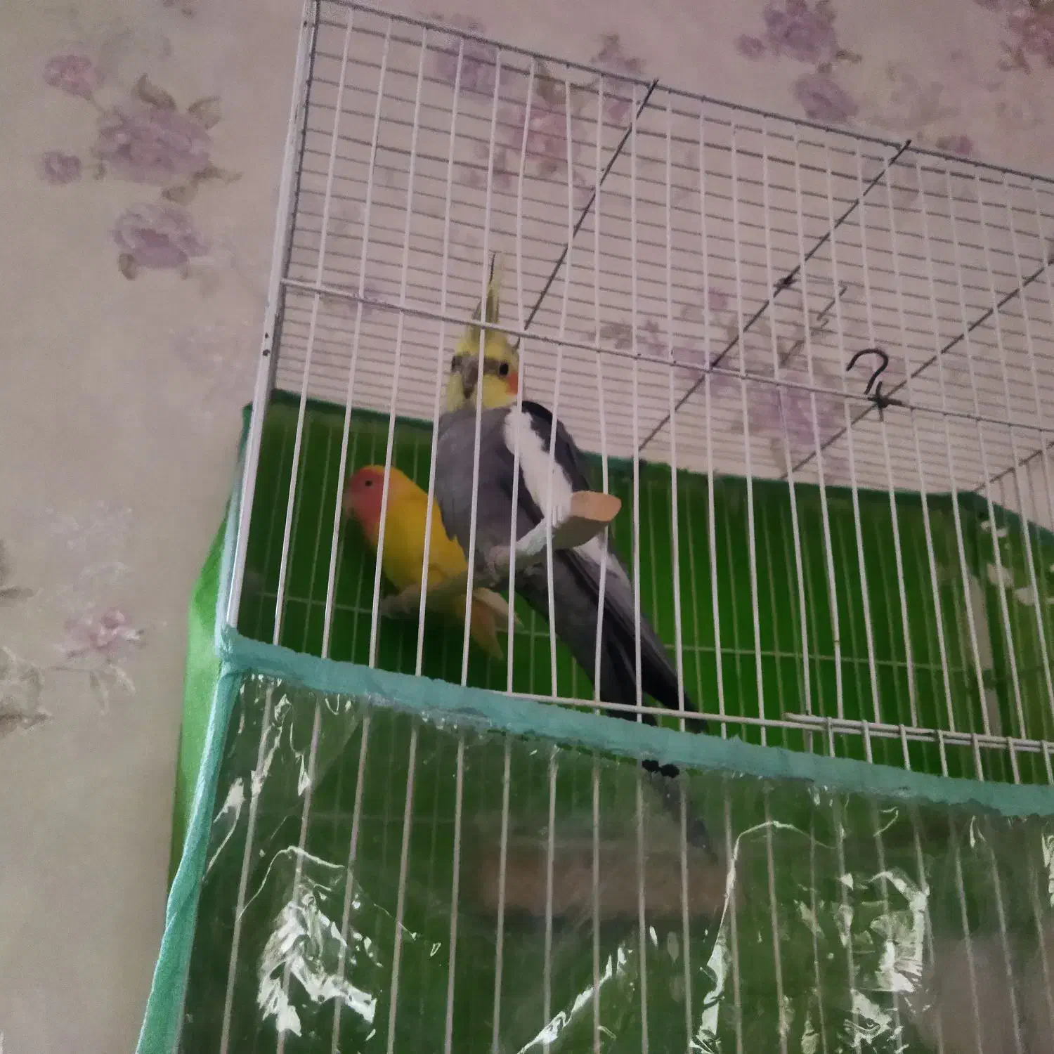 عروس هلندی|پرنده|تربت‌حیدریه, شهرک ولیعصر|دیوار