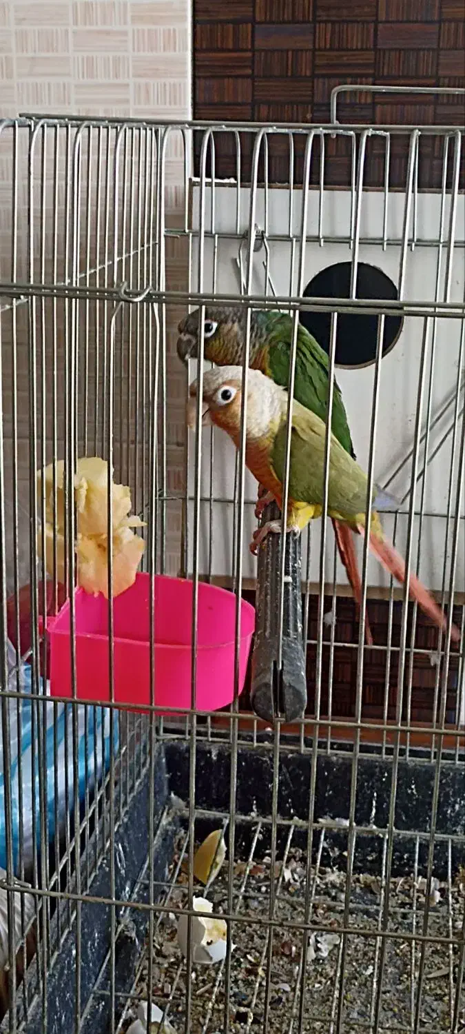 پرنده طوطی گرینجیک|پرنده|ارومیه, |دیوار