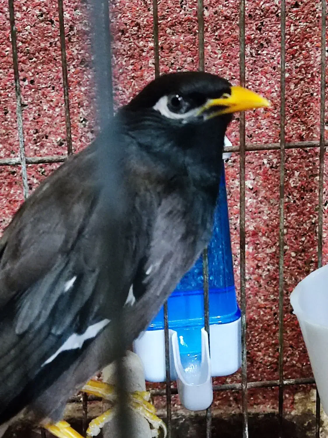 مینا|پرنده|بندرعباس, |دیوار