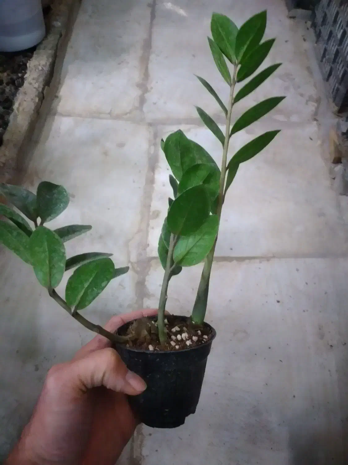 گل زامیفولیا زام زاموفیلیا هدیه کادویی|گل و گیاه طبیعی|مشهد, هنرور|دیوار