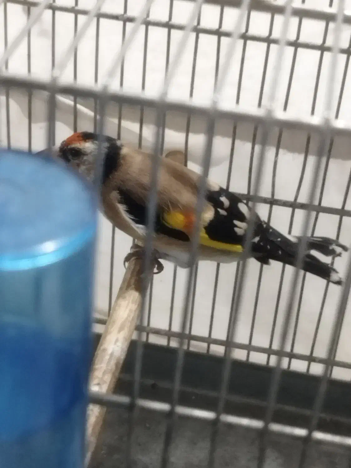 جوجه عروس هلندی/سهره/سهره قناری/قفس|پرنده|پاکدشت, پاکدشت (مامازند)|دیوار