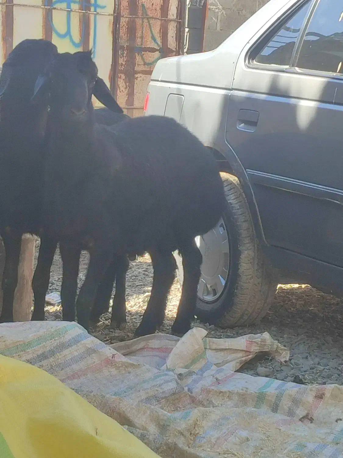 دامداری|حیوانات مزرعه|بوکان, |دیوار