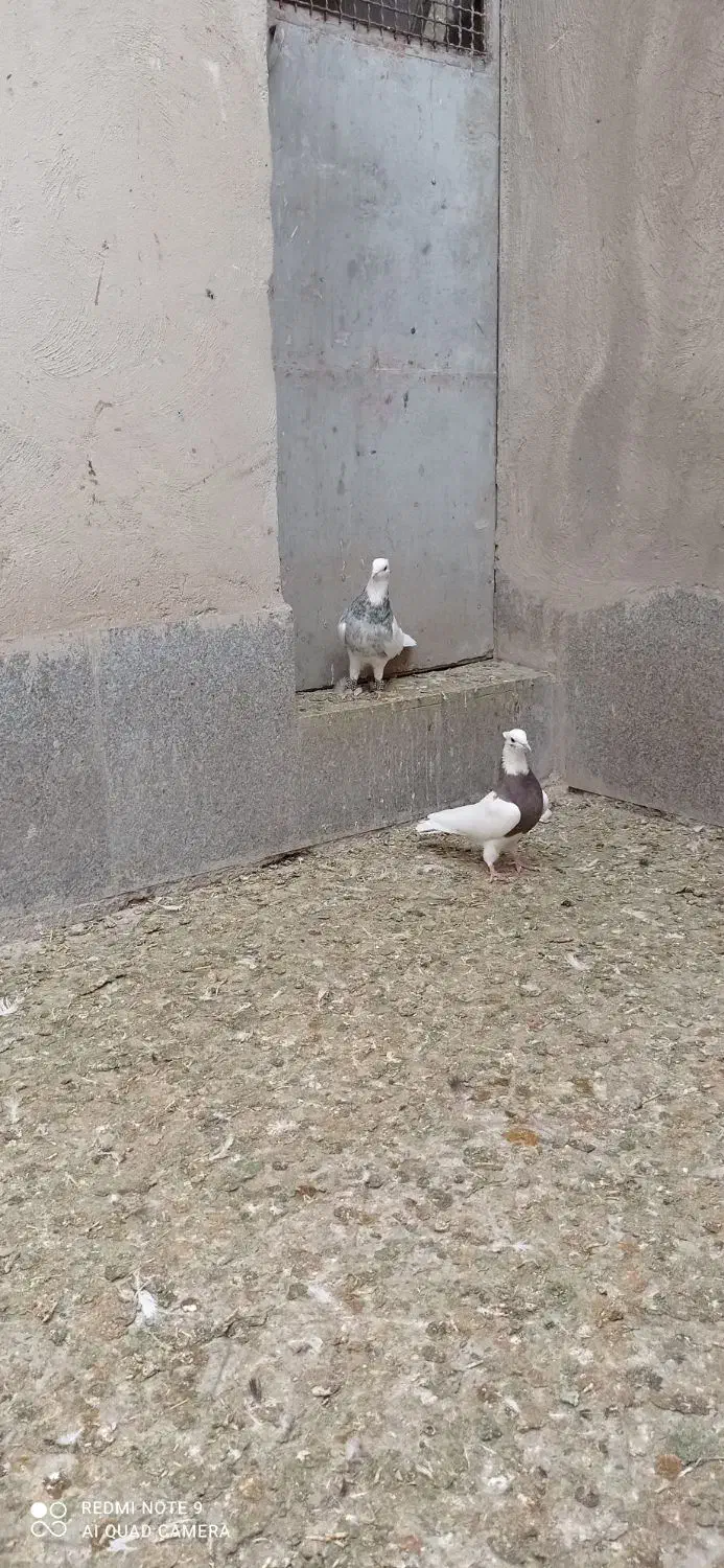 طوقی ناب کاکلی|پرنده|همدان, |دیوار