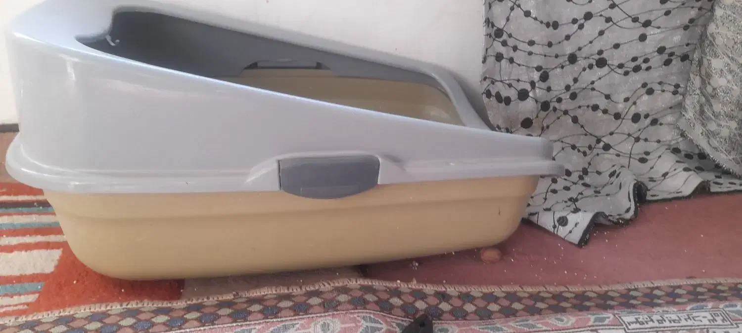 نژاد گربه اسکاتیش فولد|گربه|قرچک, باقرآباد|دیوار