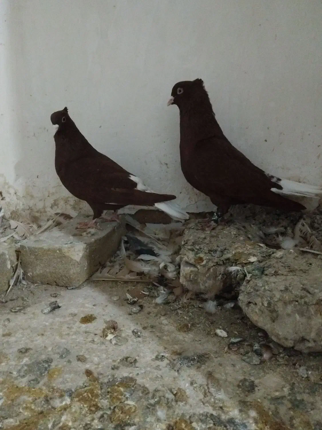 کبوتر دم سفید|پرنده|سبزوار, زینبیه|دیوار