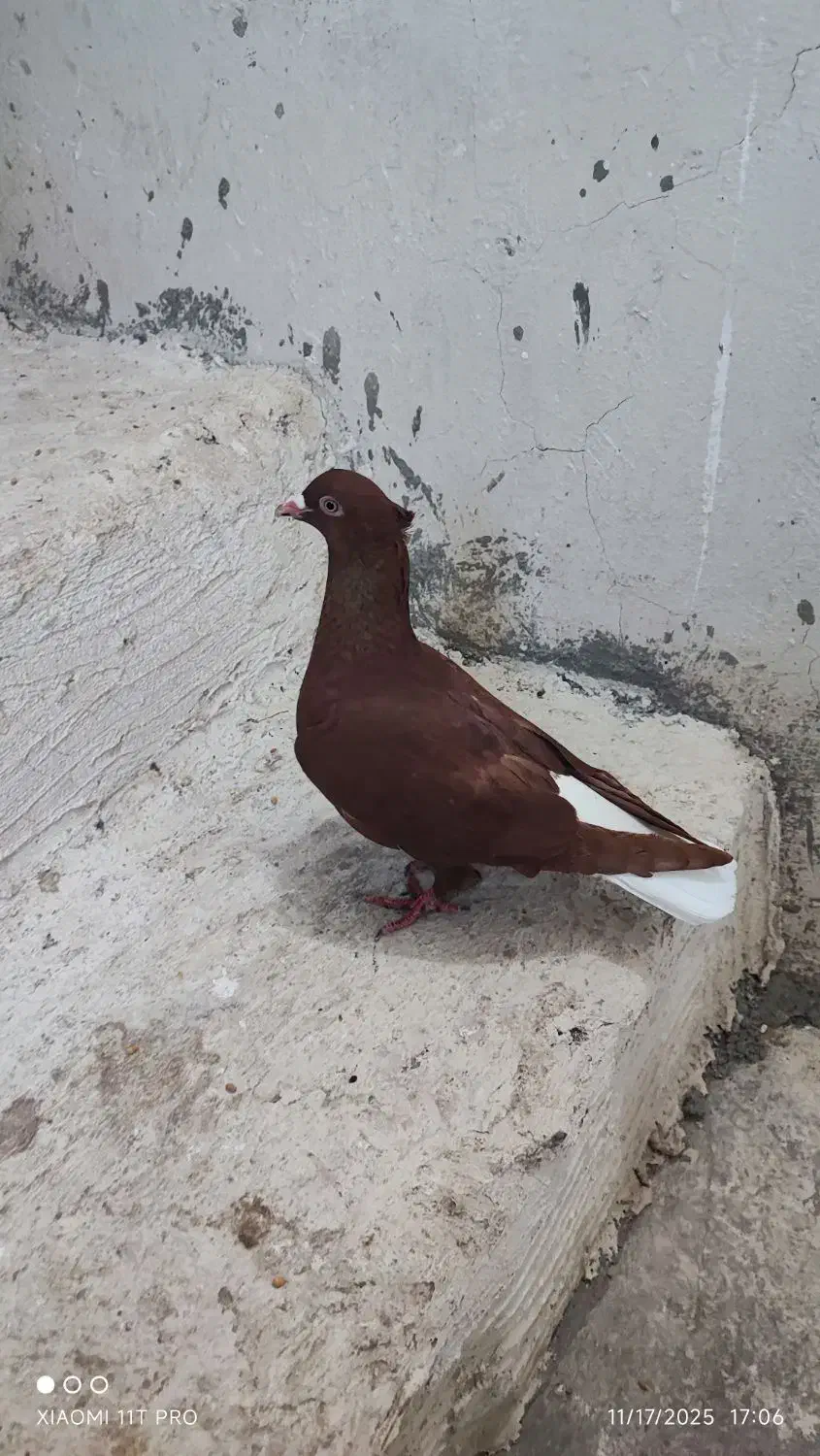 دم سفید ماده|پرنده|بندر ماهشهر, |دیوار