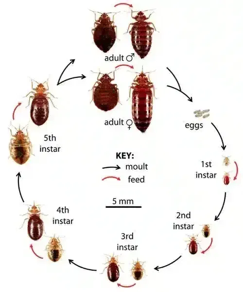 سمپاشی تخصصی و تضمینی ساس،سوسک،مورچه|خدمات نظافت|فردیس, شهرک ۱۱۰|دیوار