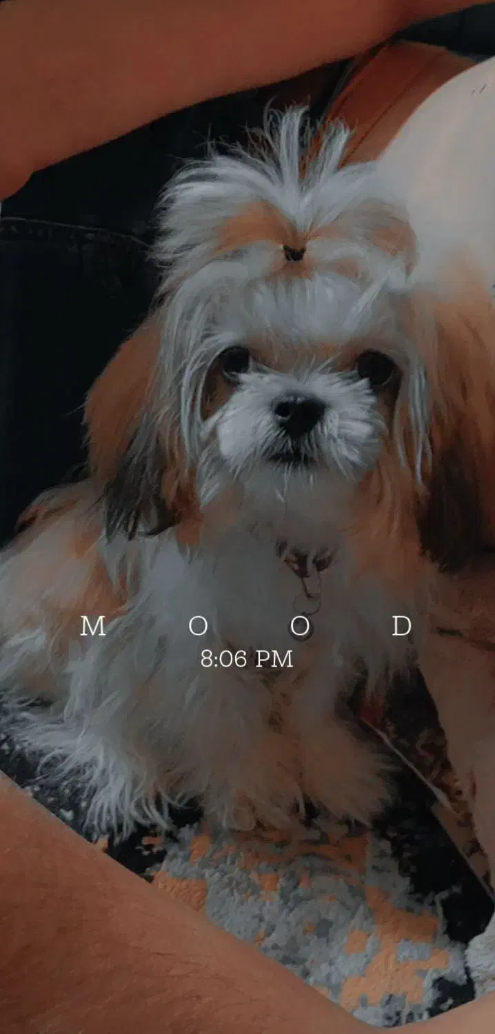 سگ نژاد شیتزو|سگ|تربت‌حیدریه, بوستان باغ ملی|دیوار