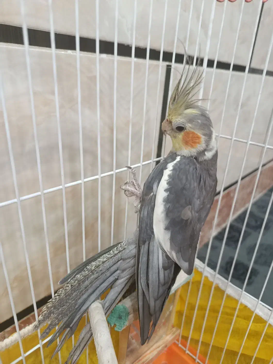 عروس هلندی|پرنده|علی‌آباد کتول, |دیوار