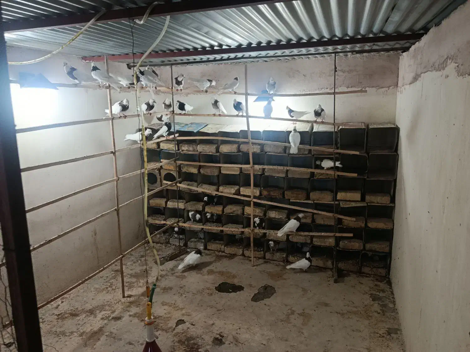 طوقی روزگاری|پرنده|پیر بکران, |دیوار