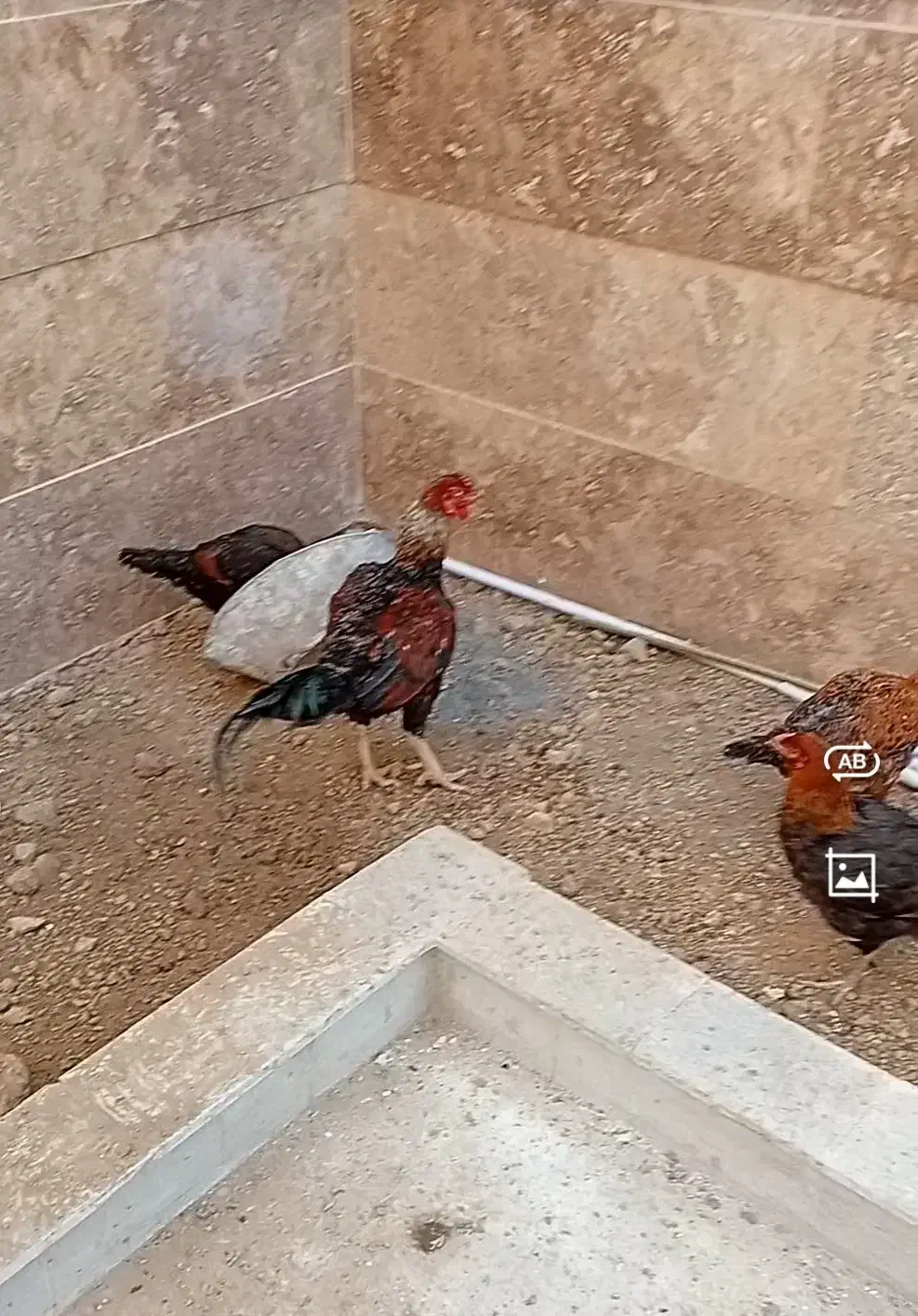 مرغ و خروس لاری|حیوانات مزرعه|گلبهار, شهر جدید گلبهار|دیوار