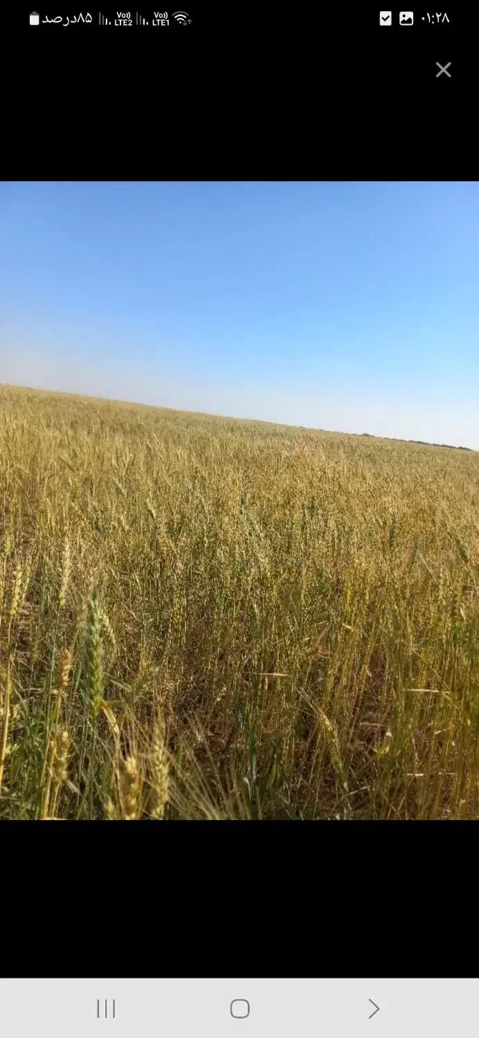 سلام اجاره زمین کشاورزی آریک سویره|اجارهٔ دفتر صنعتی، کشاورزی، تجاری|امیدیه, |دیوار