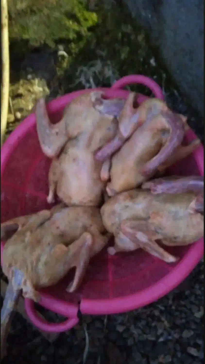 پرکردن مرغ و اردک و غاز و بوقلمون|حیوانات مزرعه|قائم‌شهر, |دیوار