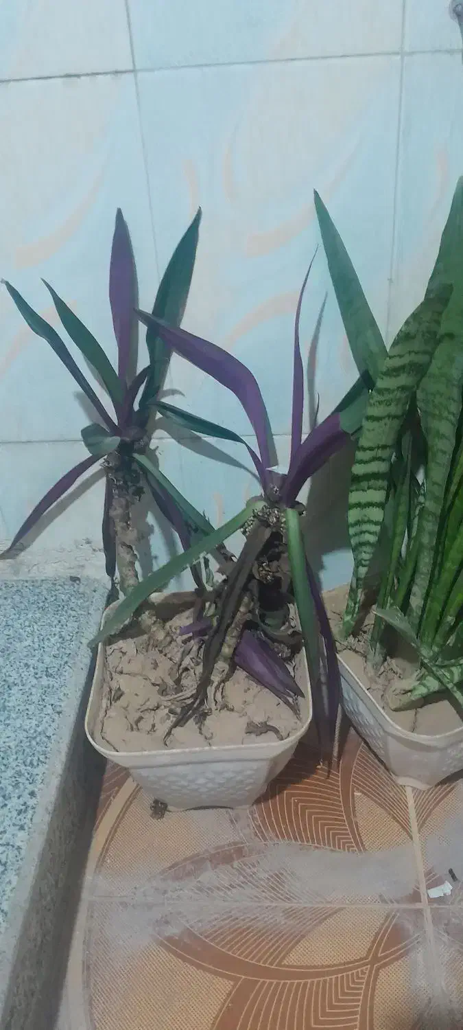 گل طبیعی با گلدان|گل و گیاه طبیعی|دهدشت, |دیوار